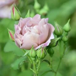 Ros 'Koko Loko' -Garden Supplies Sales 2024 ros koko loko