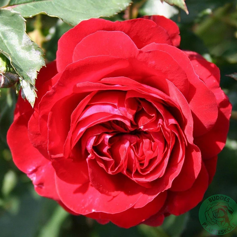 Ros 'Kronborg' 3 Ros 'Kronborg'