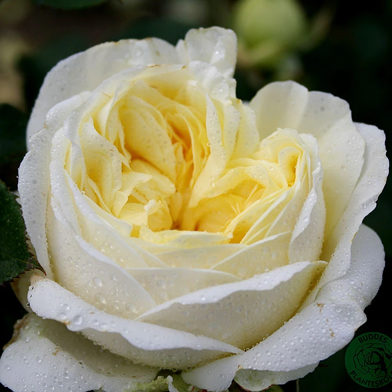 Ros 'Kronprinsesse Mary' 3 Ros 'Kronprinsesse Mary'