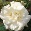 Ros 'La Paloma'