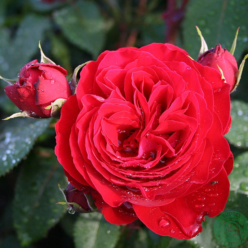 Ros 'Look Good Feel Better' 3 Ros 'Look Good Feel Better'