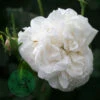 Ros 'Madame Plantier' -Garden Supplies Sales 2024 ros madame plantier