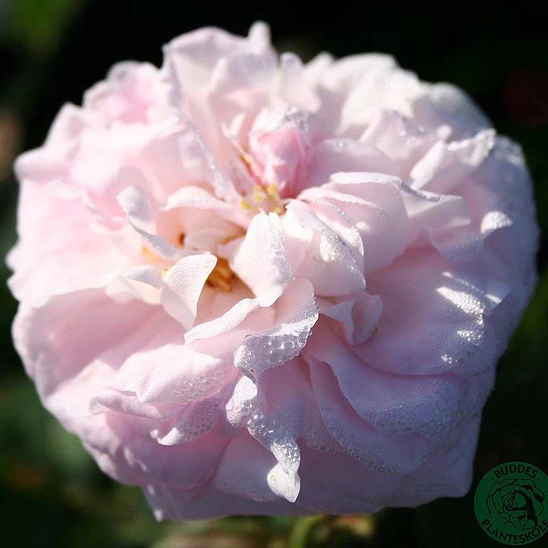 Ros 'Maiden's Blush' 3 Ros 'Maiden's Blush'