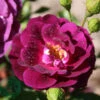 Ros 'Midnight Blue' -Garden Supplies Sales 2024 ros midnight blue