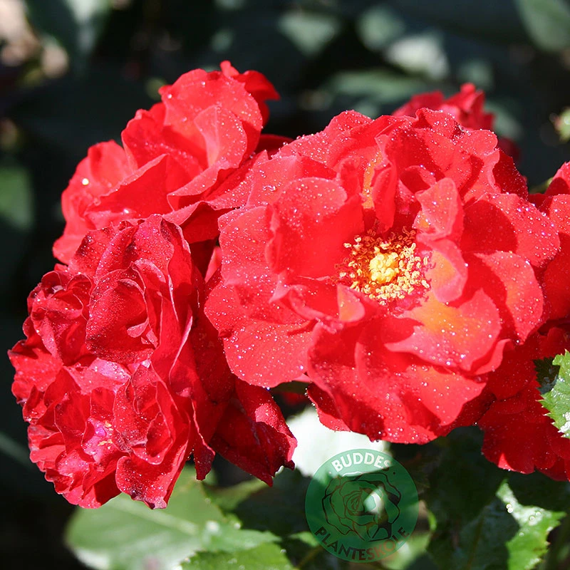 Ros 'Molde' 3 Ros 'Molde'