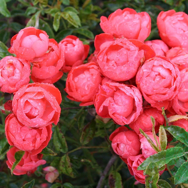 Ros 'Orange Morsdag' 3 Ros 'Orange Morsdag'