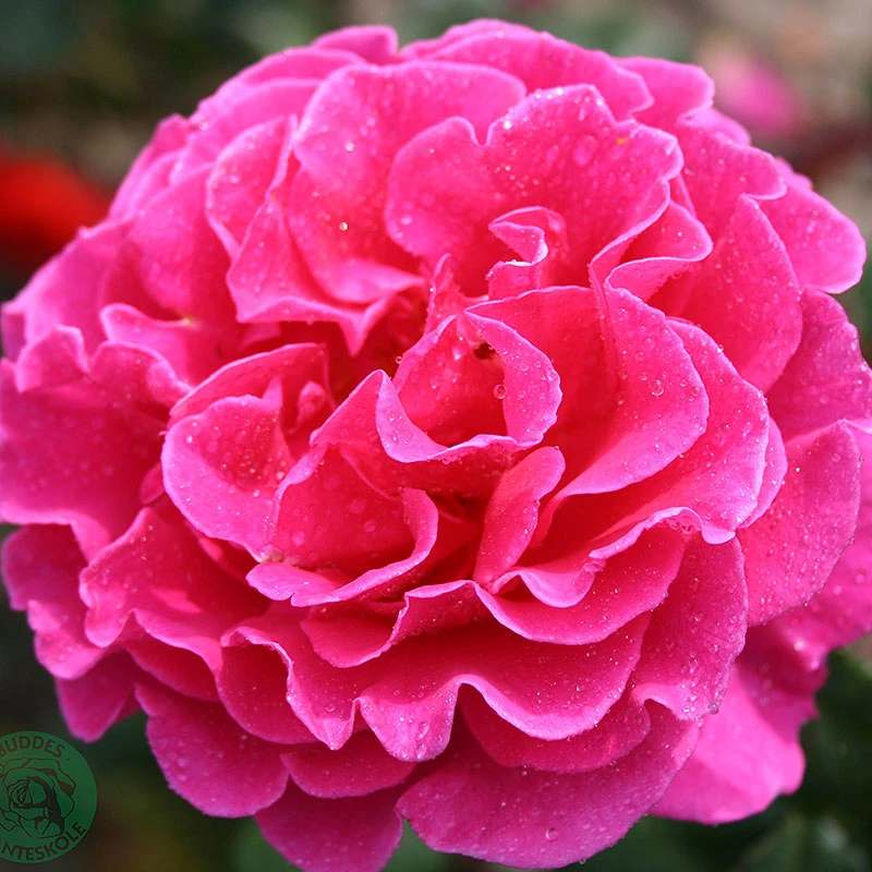 Ros 'Prinsessa Alexandra' 3 Ros 'Prinsessa Alexandra'