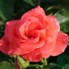 Ros 'Prinsesse Marie' 1 Ros 'Prinsesse Marie' -Garden Supplies Sales 2024 ros prinsesse marie