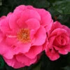 Ros 'Romanze' 2 Ros 'Romanze' -Garden Supplies Sales 2024 ros romanze