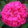 Ros 'Rose De Rescht' -Garden Supplies Sales 2024 ros rose de rescht