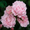 Ros 'Rosenholm' 2 Ros 'Rosenholm' -Garden Supplies Sales 2024 ros rosenholm