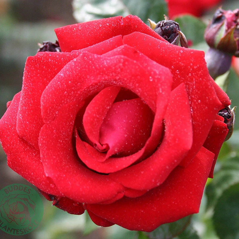 Ros 'Santana ' 3 Ros 'Santana '