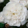Ros 'Sea Foam' -Garden Supplies Sales 2024 ros sea foam
