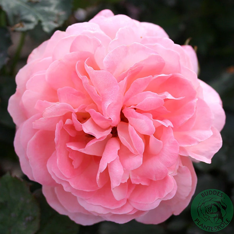 Ros 'Sissel Renaissance' 3 Ros 'Sissel Renaissance'