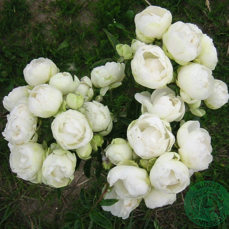 Ros 'Snövit' 3 Ros 'Snövit'