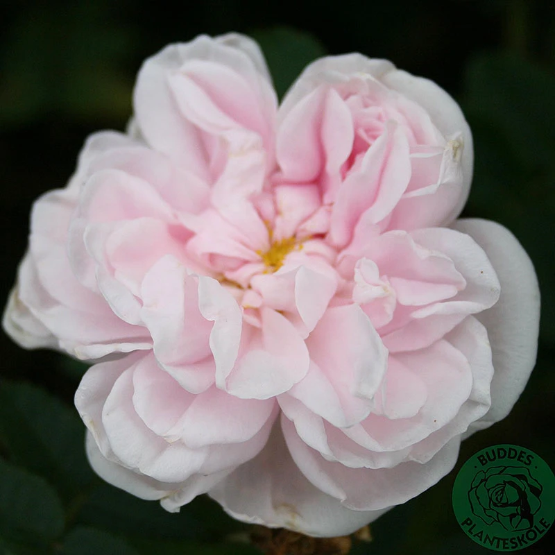 Ros 'Stanwell Perpetual' 3 Ros 'Stanwell Perpetual'