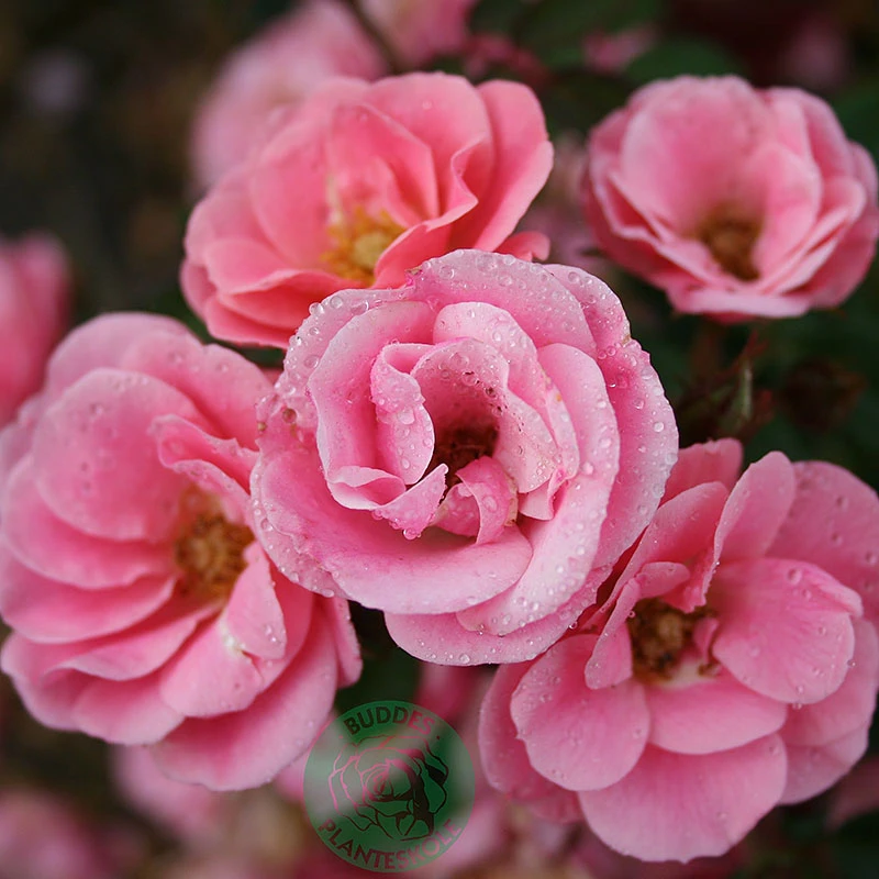 Ros 'Sweet Cover' 3 Ros 'Sweet Cover'