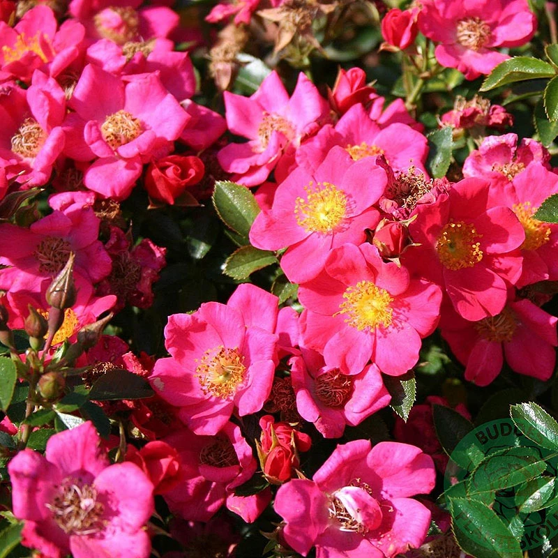 Ros 'Tommelise' 3 Ros 'Tommelise'