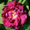 Ros 'Tuscany Superb' -Garden Supplies Sales 2024 ros tuscany superb