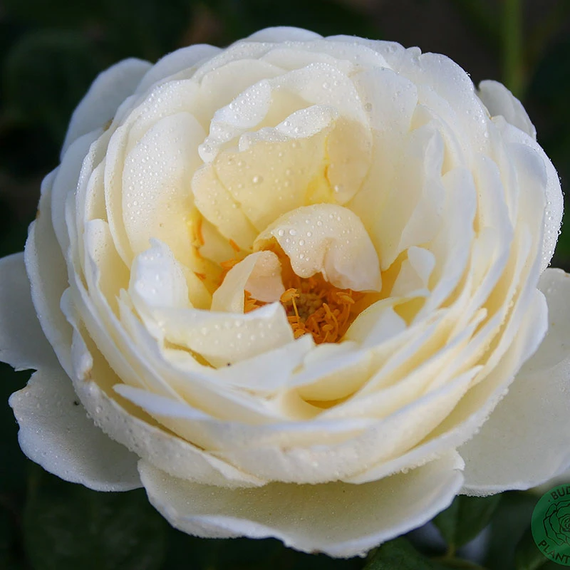 Ros 'Uetersener Klosterroser' 3 Ros 'Uetersener Klosterroser'