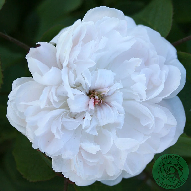 Ros 'White Jacques Cartier' 3 Ros 'White Jacques Cartier'