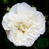 Ros 'White Meidiland' -Garden Supplies Sales 2024 ros white meidiland