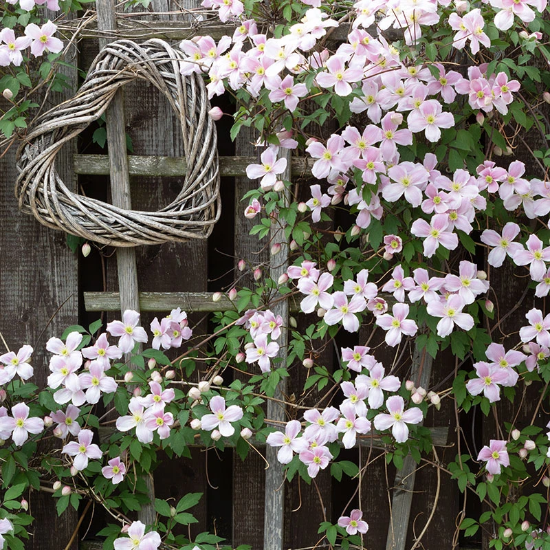 Bergklematis Clematis Montana Var. Rubens 6 Bergklematis Clematis Montana Var. Rubens - Image 4