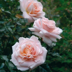 Ros 'Kalmar' -Garden Supplies Sales 2024 rosa ros kalmar