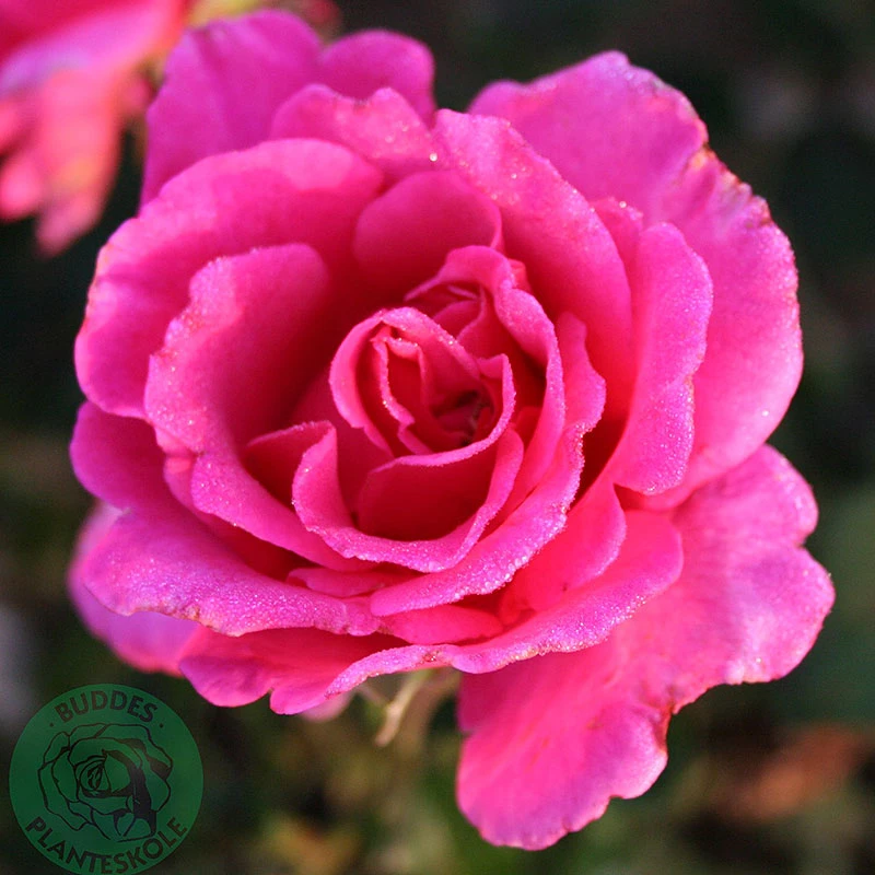 Ros 'Prinsessa Alexandra' 4 Ros 'Prinsessa Alexandra' - Image 2