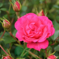 Ros 'Viking', 1-pack