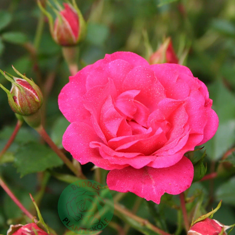 Ros 'Viking', 1-pack 3 Ros 'Viking', 1-pack