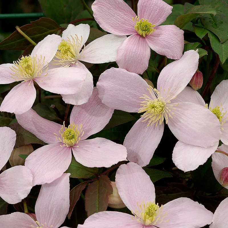 Bergklematis Clematis Montana Var. Rubens 5 Bergklematis Clematis Montana Var. Rubens - Image 3