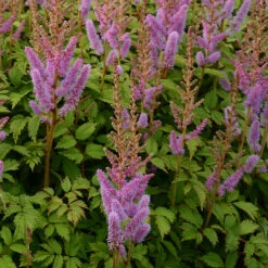 DvÀrgastilbe, 3-pack