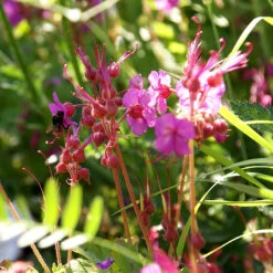 Flocknäva Mörkrosa, 6-pack