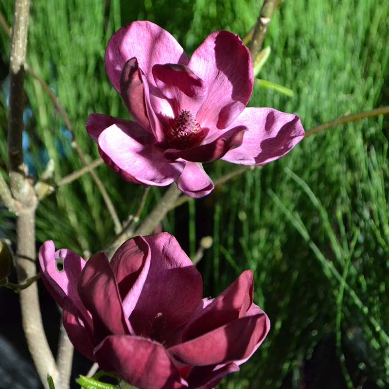Rosenmagnolia 'Genie', 5-pack 3 Rosenmagnolia 'Genie', 5-pack