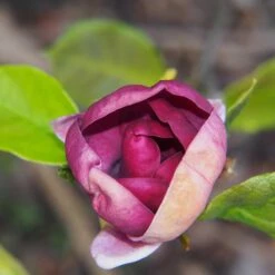 Rosenmagnolia 'Genie', 5-pack 7 Rosenmagnolia 'Genie', 5-pack -Garden Supplies Sales 2024 rosenmagnolia genie 2 1