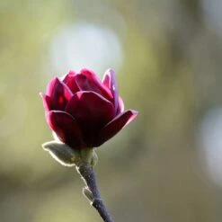 Rosenmagnolia 'Genie', 5-pack 8 Rosenmagnolia 'Genie', 5-pack -Garden Supplies Sales 2024 rosenmagnolia genie 3 1