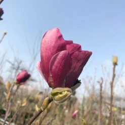 Rosenmagnolia 'Genie', 1-pack -Garden Supplies Sales 2024 rosenmagnolia genie 4