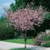 Rosenmandel, Prunus Triloba -Garden Supplies Sales 2024 rosenmandel prunus triloba