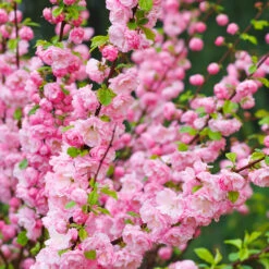 Rosenmandel, Prunus Triloba 9 Rosenmandel, Prunus Triloba -Garden Supplies Sales 2024 rosenmandel prunus triloba rosablad