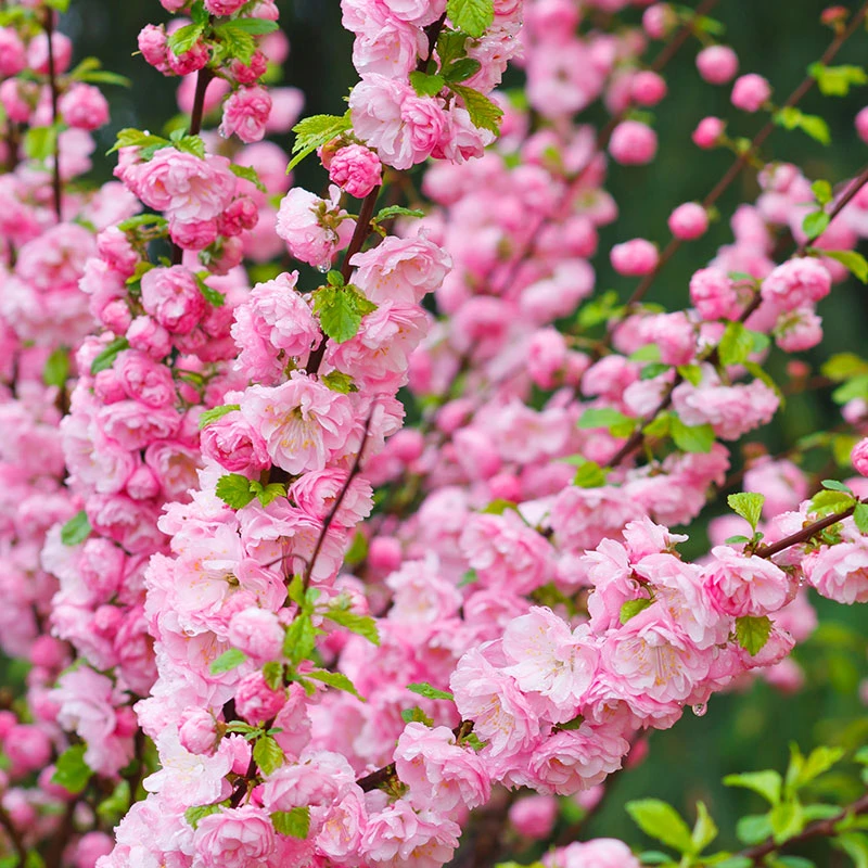 Rosenmandel, Prunus Triloba 6 Rosenmandel, Prunus Triloba - Image 4