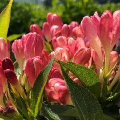 Rosenprakttry All Summer Peach, 5-pack -Garden Supplies Sales 2024 rosenprakttry all summer peach 2 2