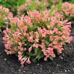 Rosenprakttry All Summer Peach, 5-pack -Garden Supplies Sales 2024 rosenprakttry all summer peach 3 2