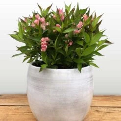 Rosenprakttry All Summer Peach, 5-pack -Garden Supplies Sales 2024 rosenprakttry all summer peach 4 2