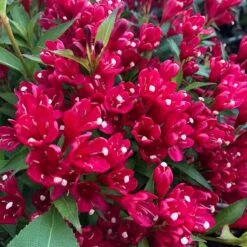 Rosenprakttry All Summer Red, 5-pack