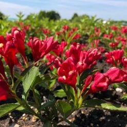 Rosenprakttry All Summer Red, 3-pack -Garden Supplies Sales 2024 rosenprakttry all summer red 3 2