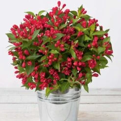 Rosenprakttry All Summer Red, 5-pack -Garden Supplies Sales 2024 rosenprakttry all summer red 4 1