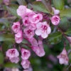 Rosenprakttry 'Alexandra' -Garden Supplies Sales 2024 rosenprakttry weigela florida alexandra
