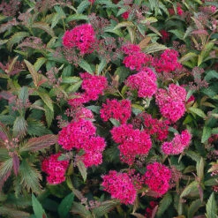 Rosenspirea 'Antony Waterer' 20-30 Cm, 10-pack