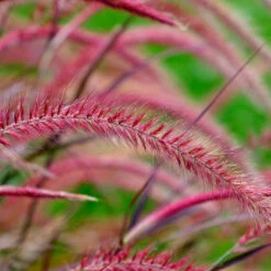 Fjäderborstgräs 'Fireworks', 2L 7 Fjäderborstgräs 'Fireworks', 2L -Garden Supplies Sales 2024 rott gras pennisetum fireworks